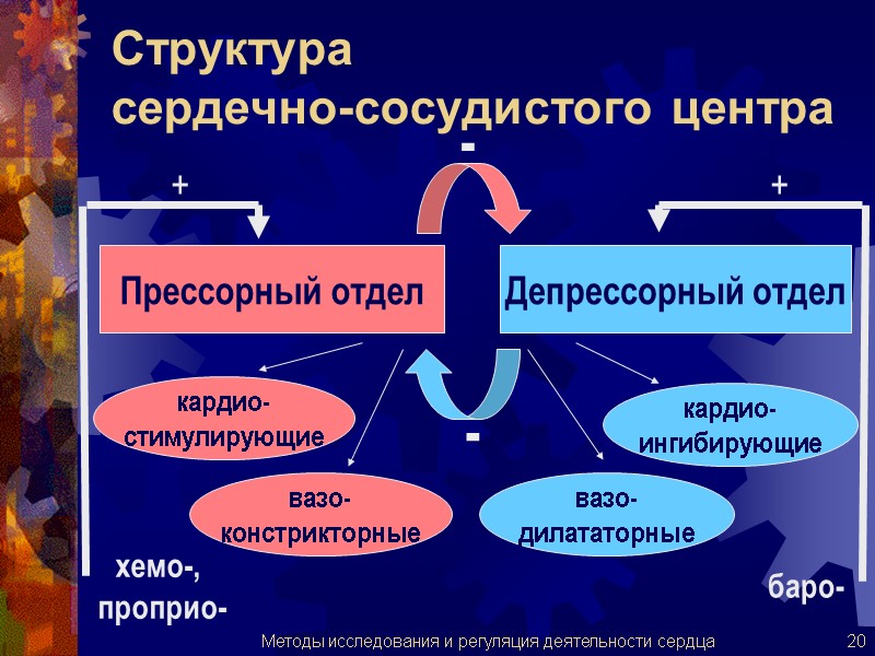 Структура  сердечно-сосудистого центра Прессорный отдел Депрессорный отдел кардио- стимулирующие кардио- ингибирующие вазо- констрикторные